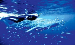 whale-shark-banner-300x1791