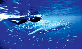 whale-shark-banner